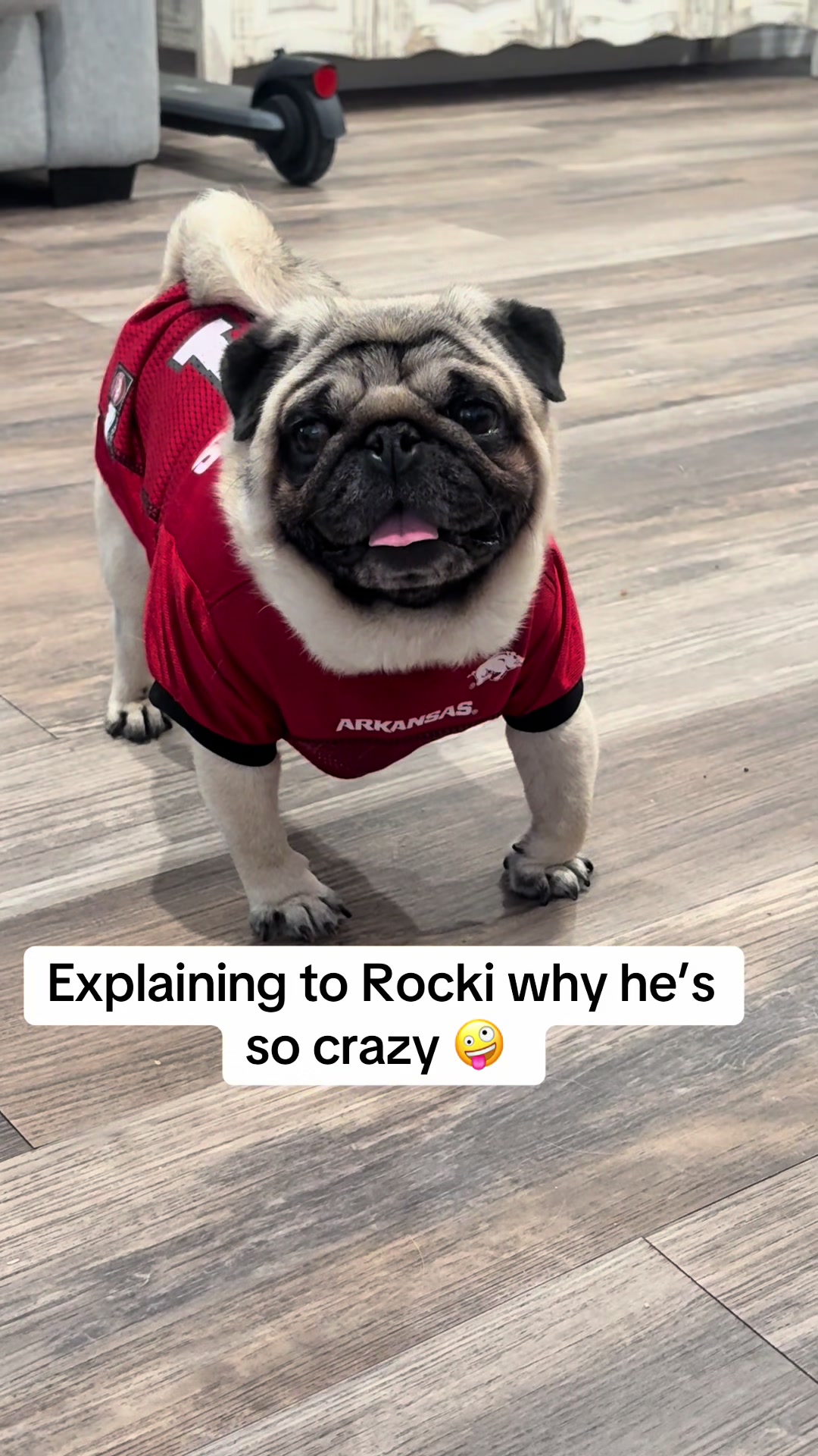@Rocki the Pug 🐶