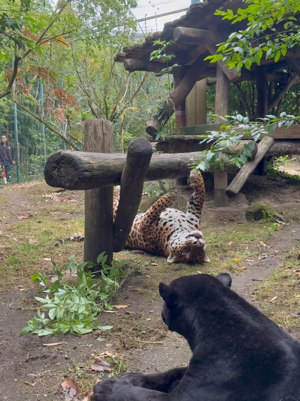 @Dartmoor Zoological Society