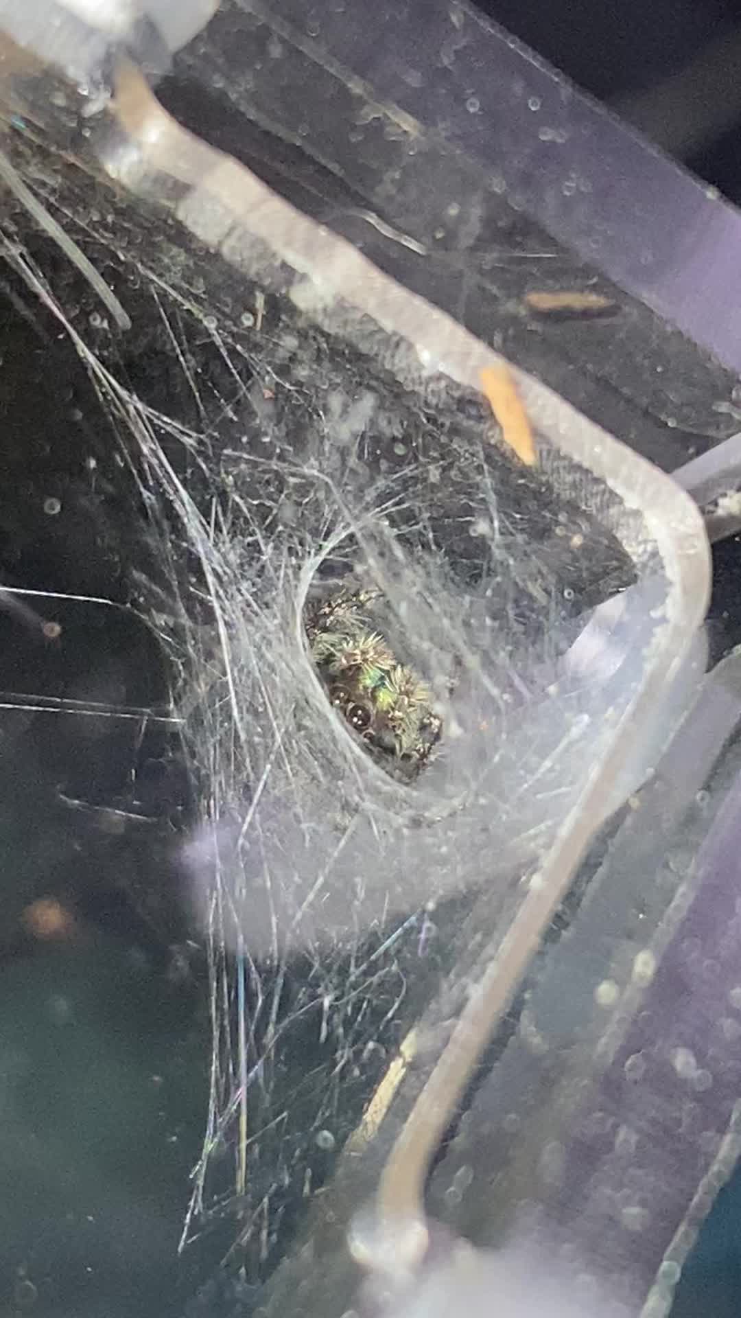 @Samira 🕷️🖤