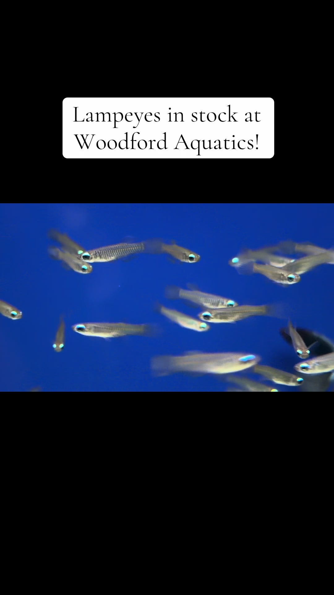 @Woodford Aquatics