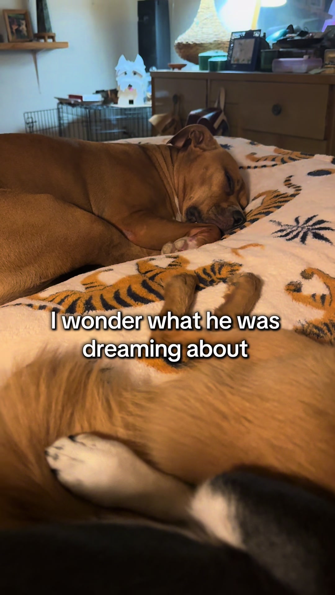 @Jordan & Amos 🐾