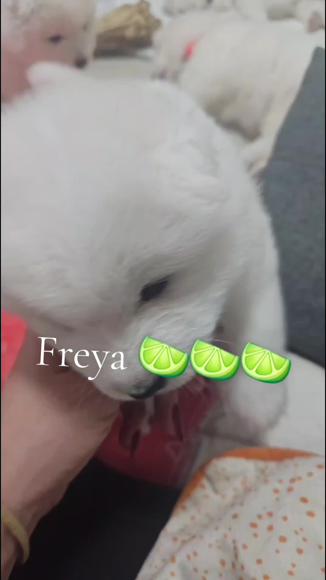 @Samojedowe🐶🇵🇱love🇬🇧 Żona
