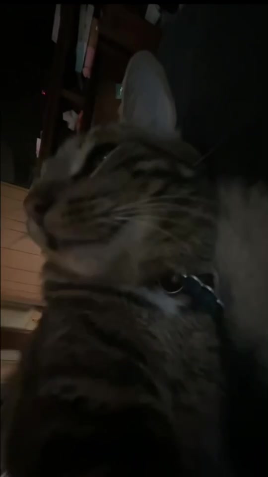 @😼Hanako😼