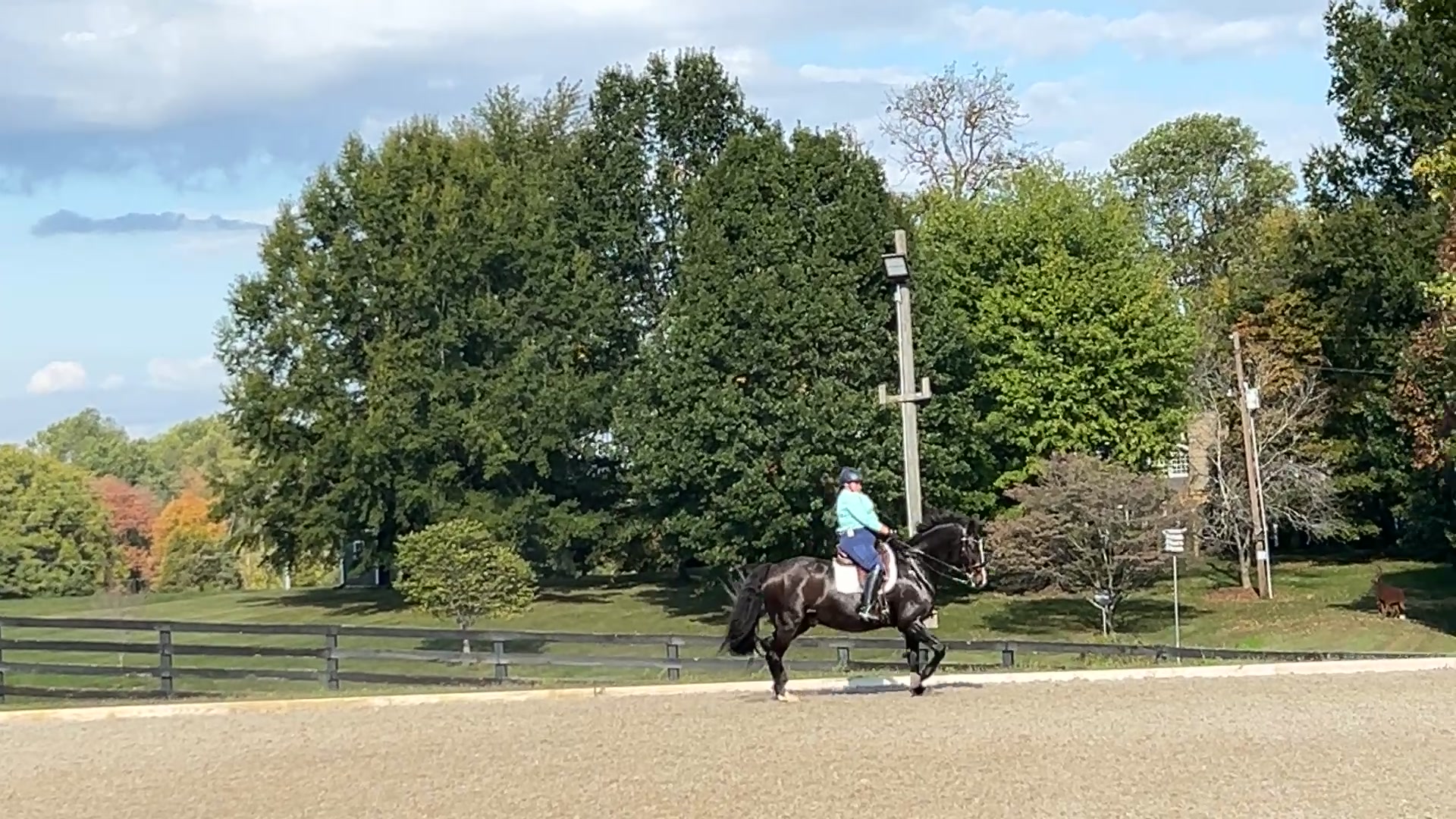 @KY Dressage Queen
