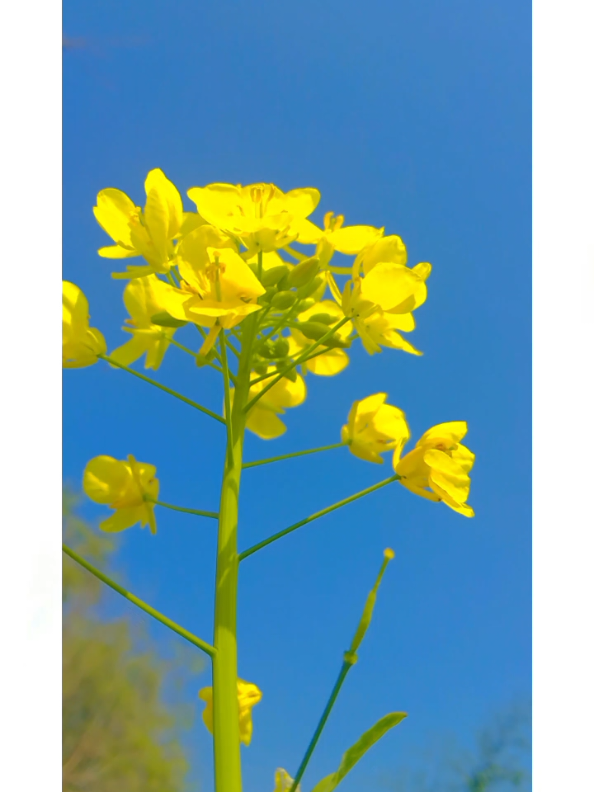 @پنجابی کلچر 🌾🍁