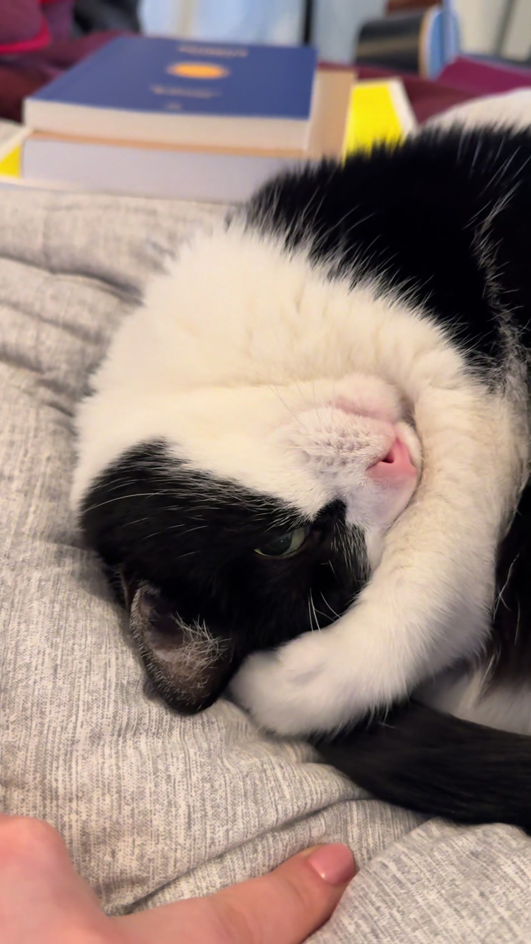 @Kobe the Kitty