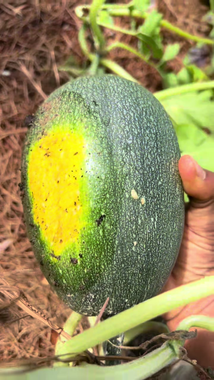 @Gardening4ME