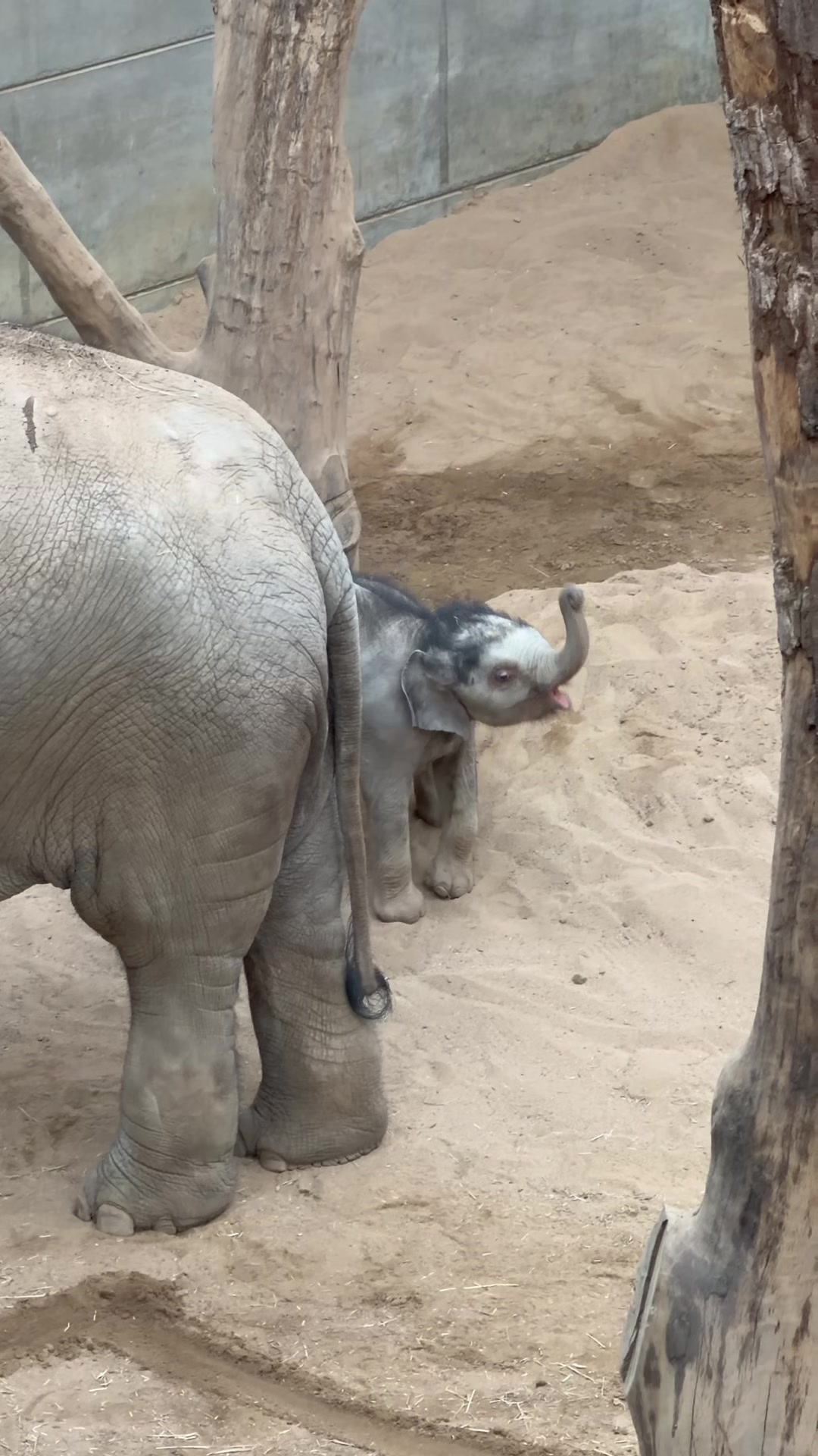 @Animals Travel Adventures