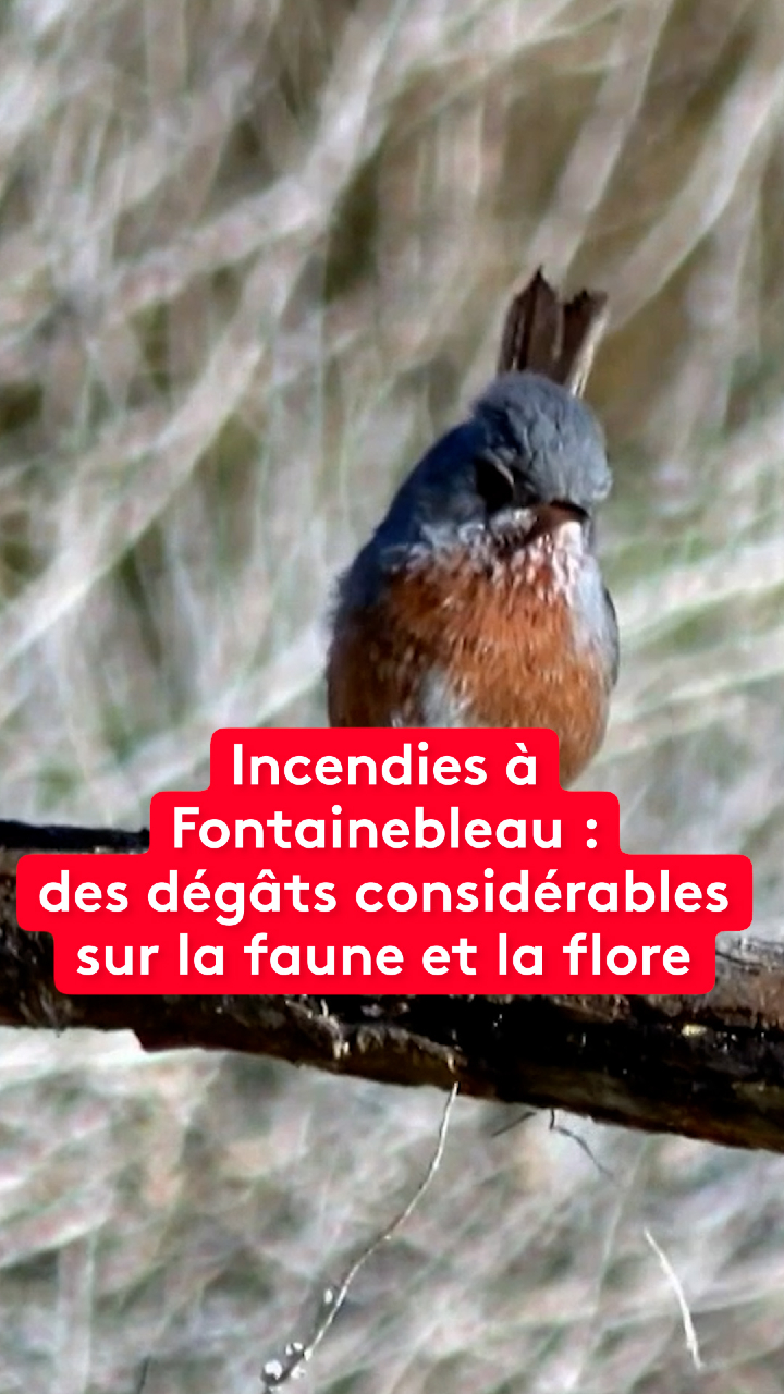 @le20hfrancetelevisions