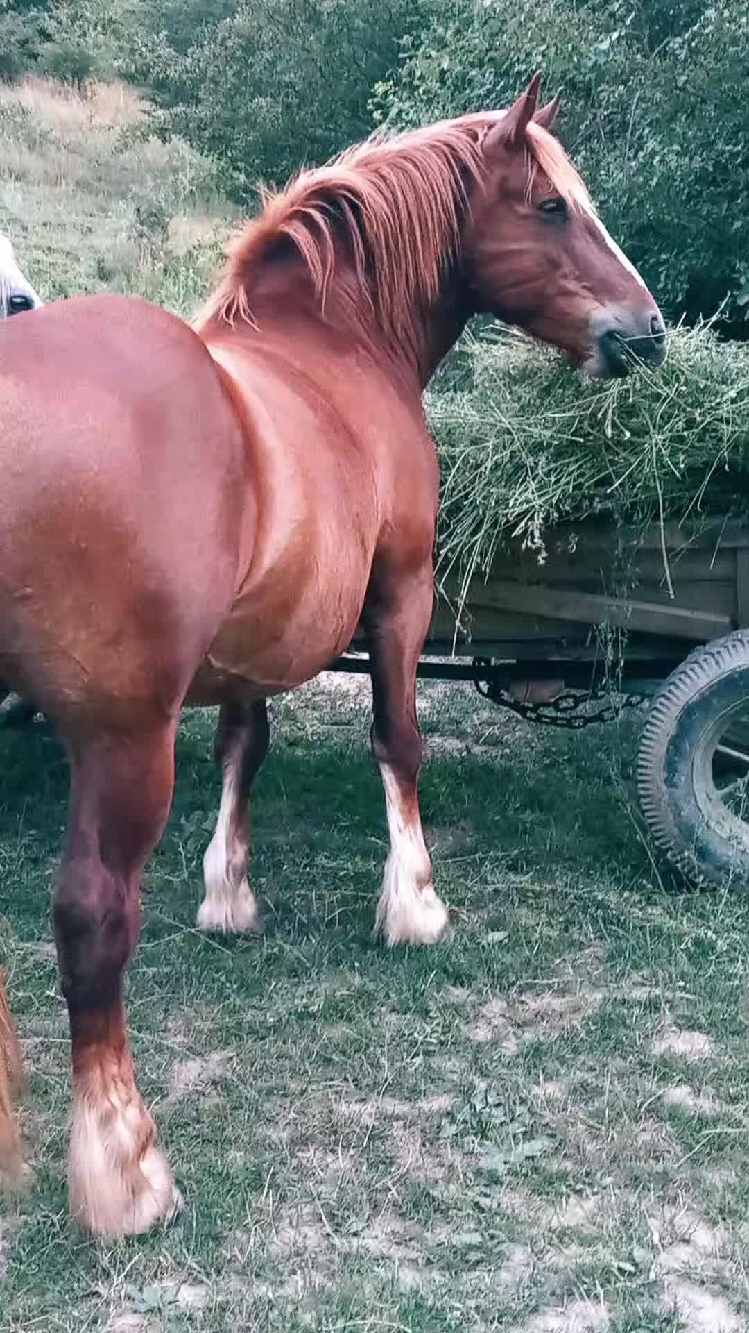 @covaci Nyku👑🐴🐴❤
