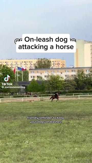 @offbrandgsd