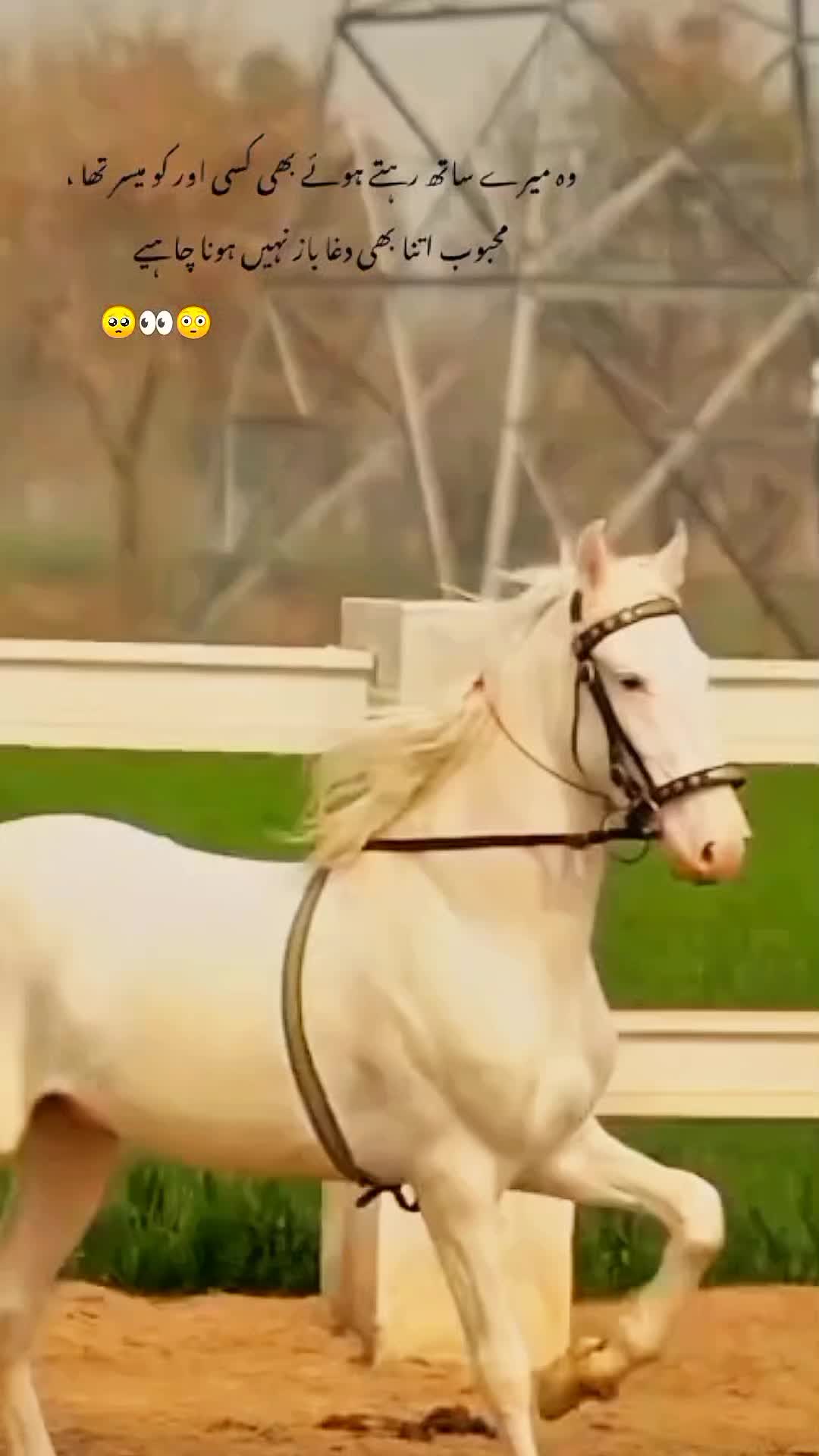 @𓆩⍣⃝𝙏𝙖𝙮𝙖𝙗 𝙎𝙞𝙗𝙩𝙖𝙞𝙣࿐