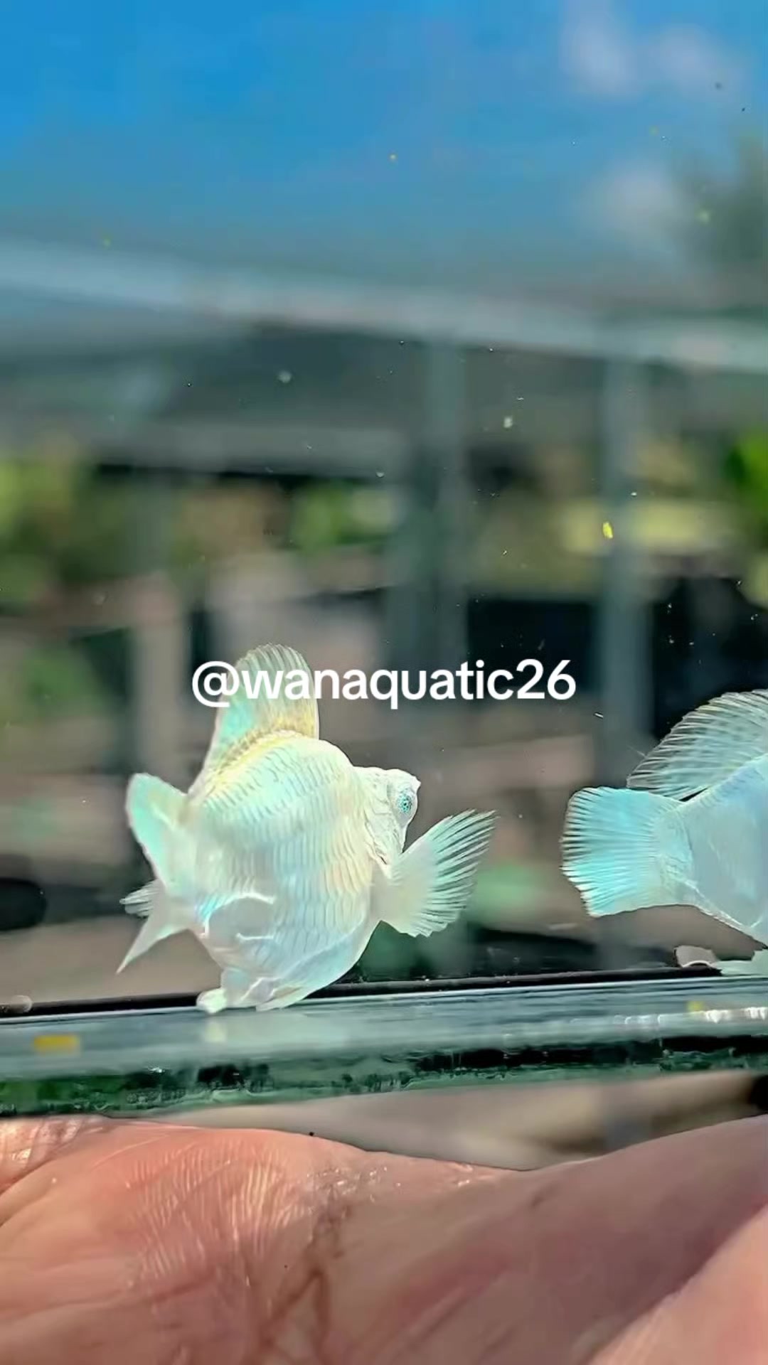 @Wan Aquatic