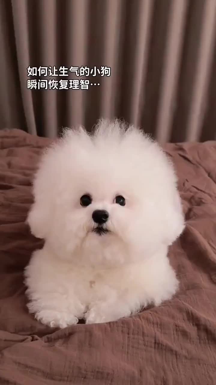@pipuy.com