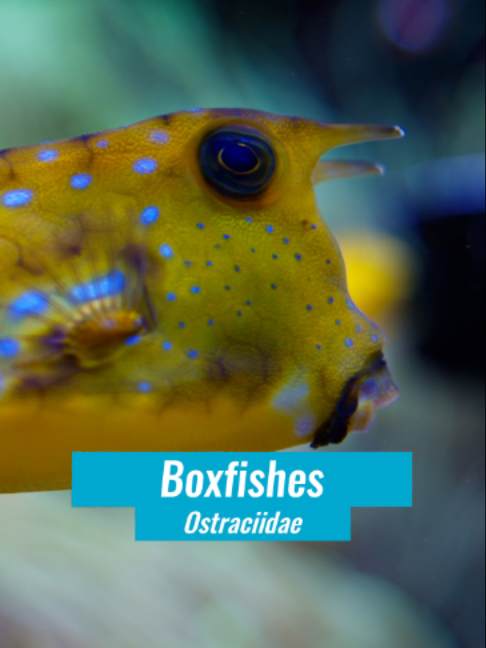 @Fishipedia world