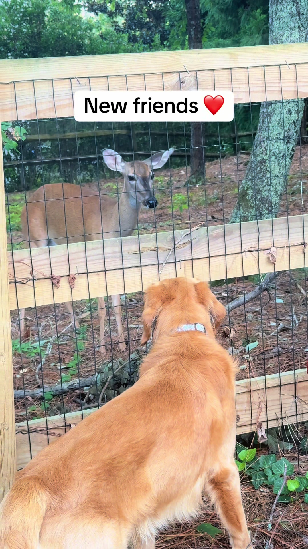 @Charlie the Golden