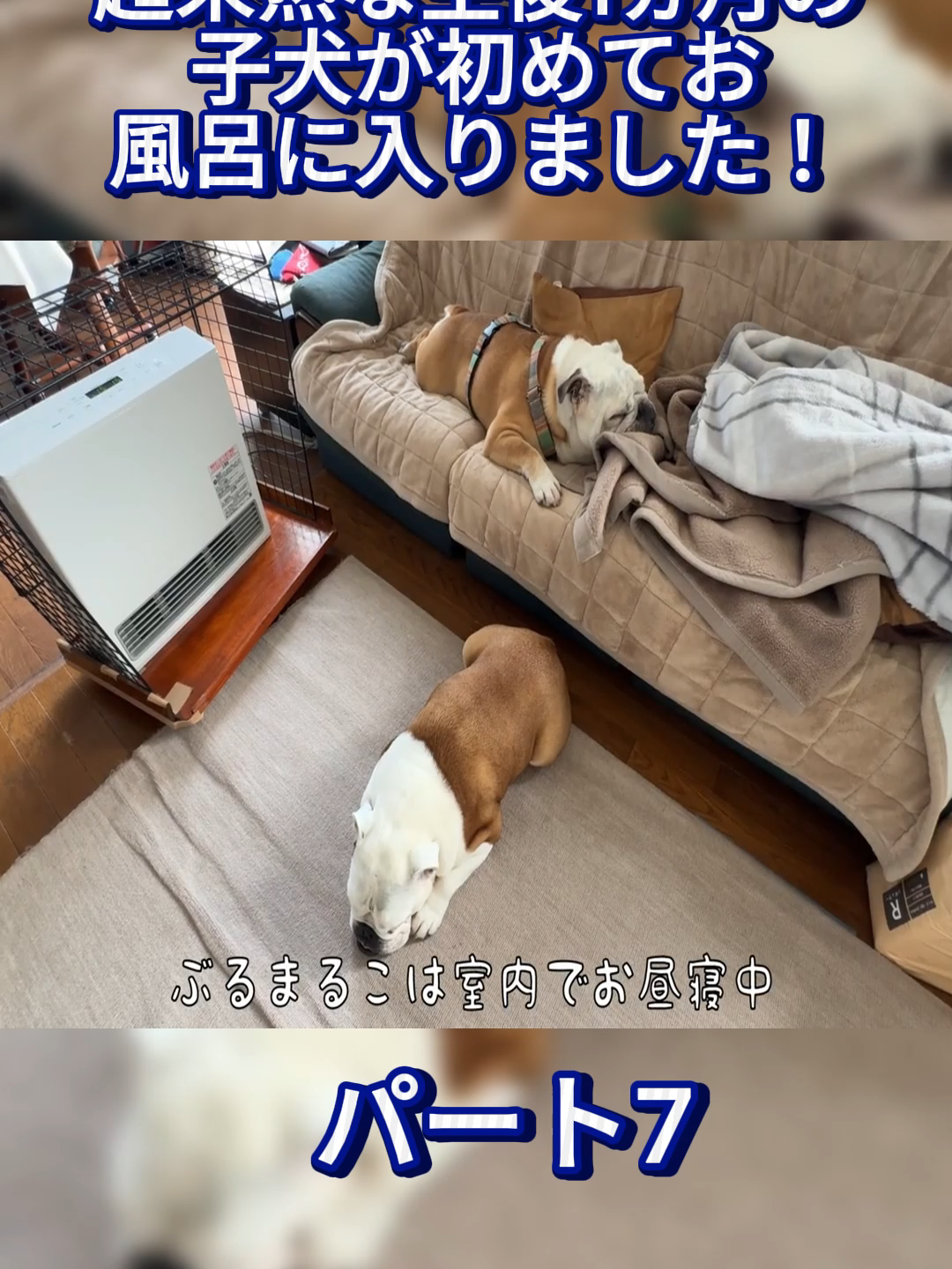 @ブルドッグぶるまるチャンネル Fan