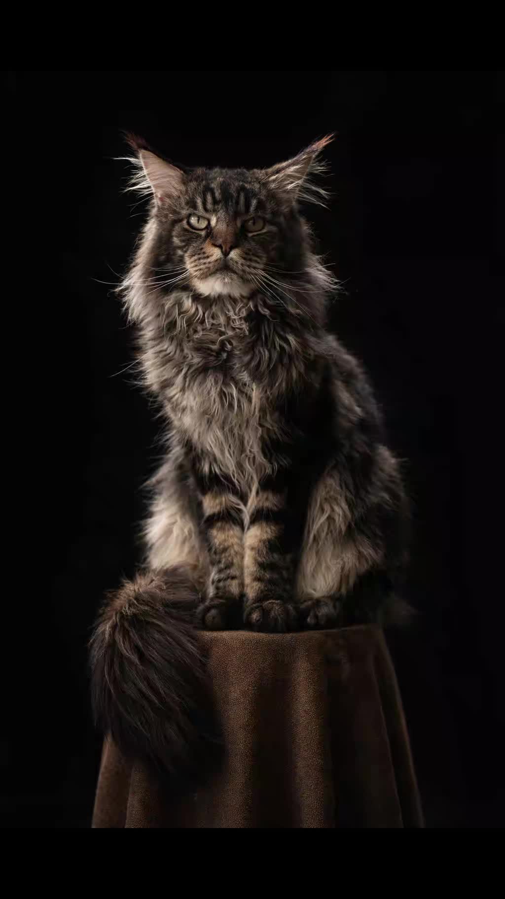 @AleEisuoiPets