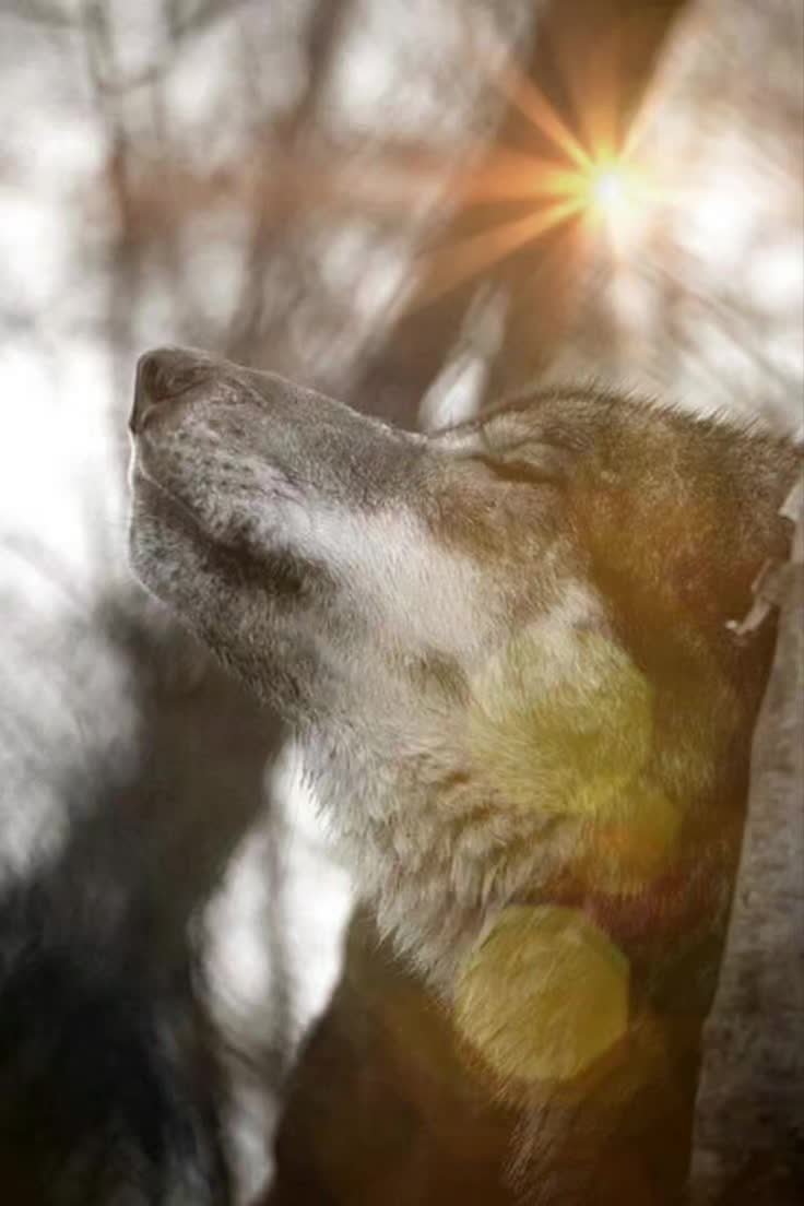 @Samotny Wilk 🐺🐦🔥♈