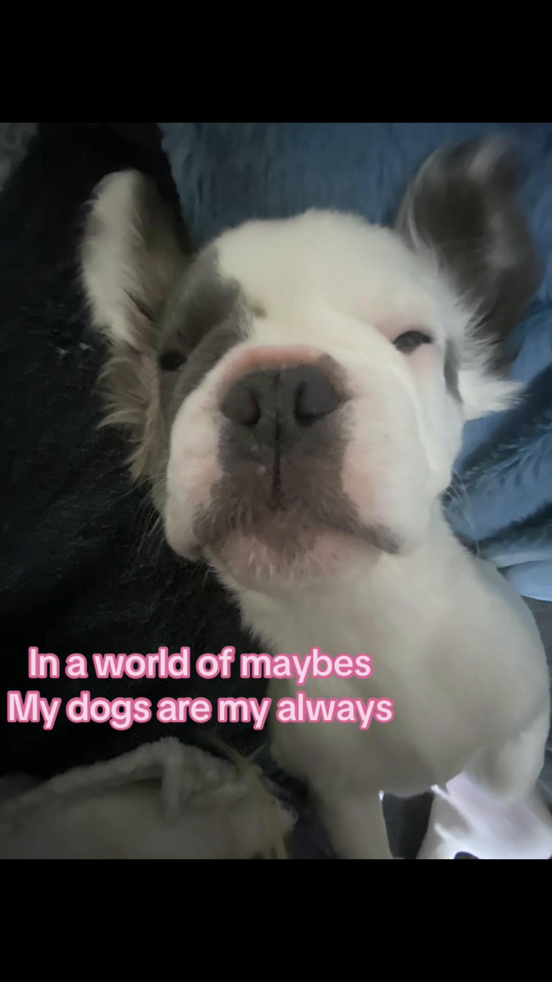 @Jessie 🐶
