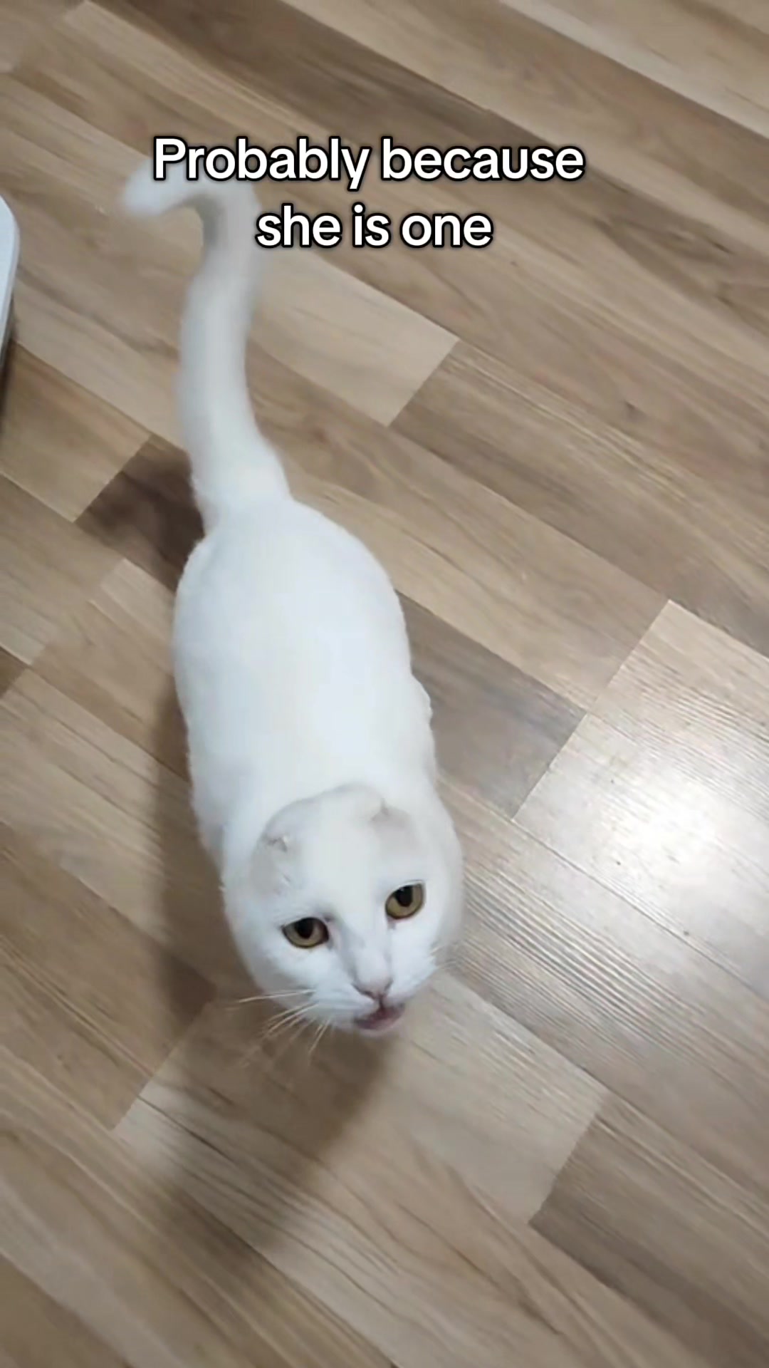 @Fluffy - the persian cat