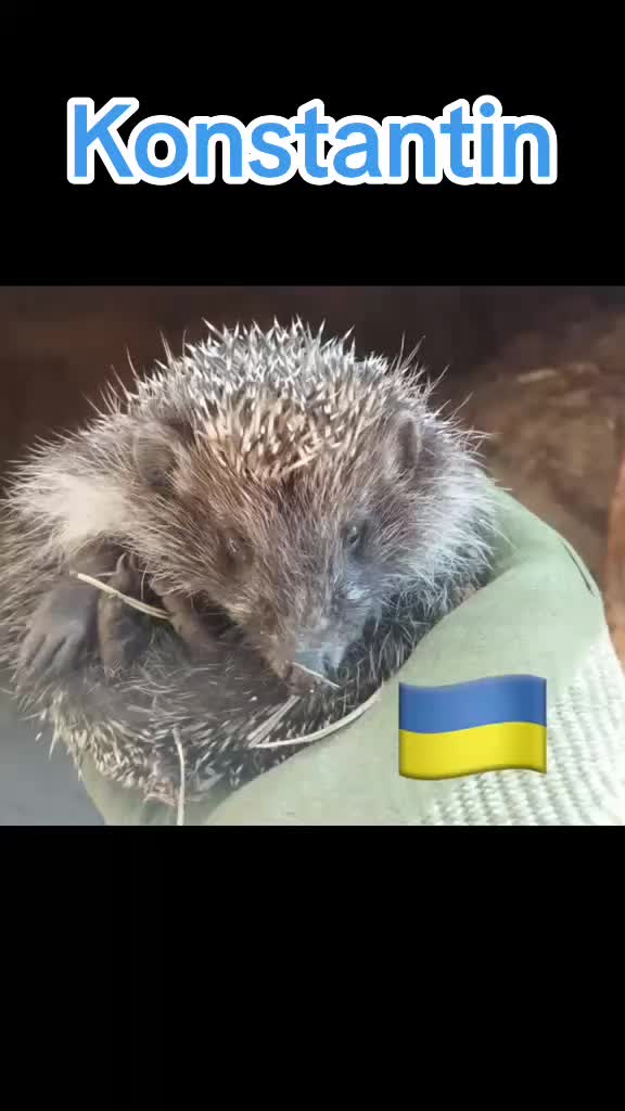 @Ryston Rachel's Hedgehog Hotel