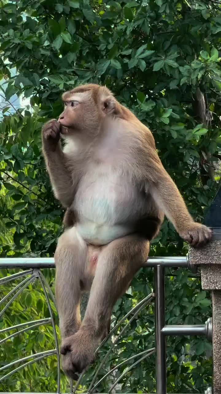 @Monkeyking❤