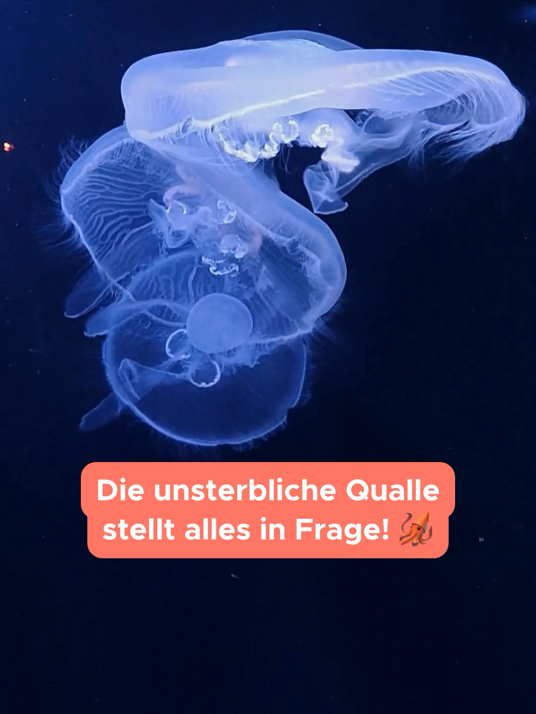 @Top5teuerste
