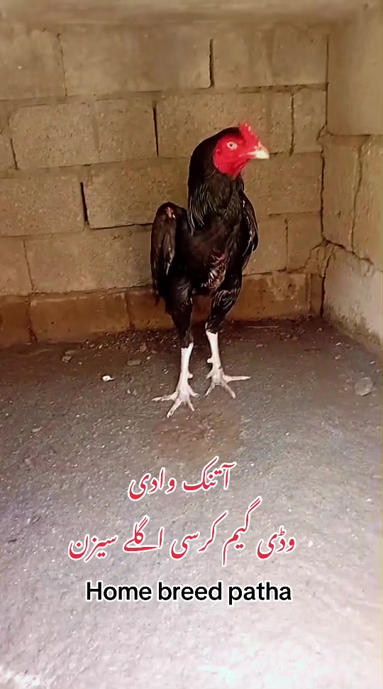@شینکہ آلہ