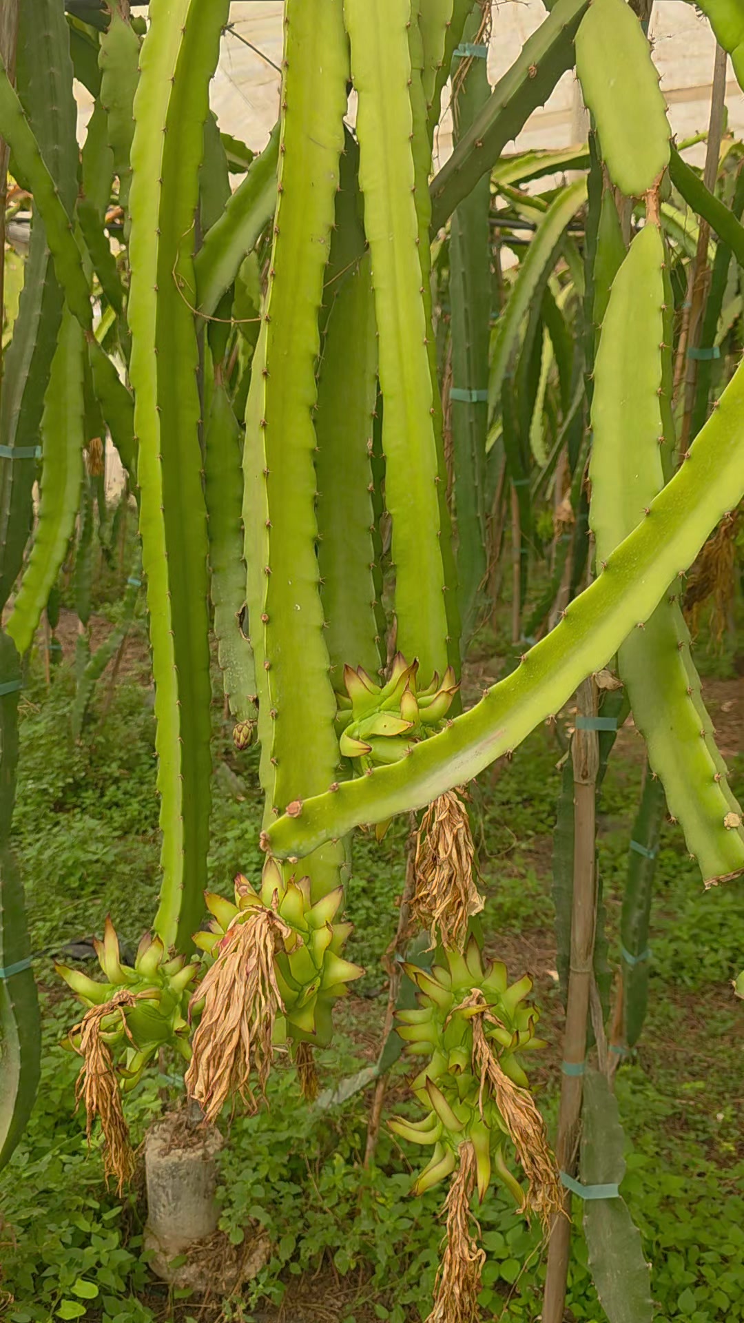 @El Extensionista del Agro