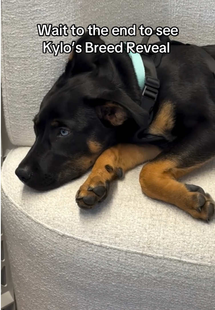 @Embark Vet