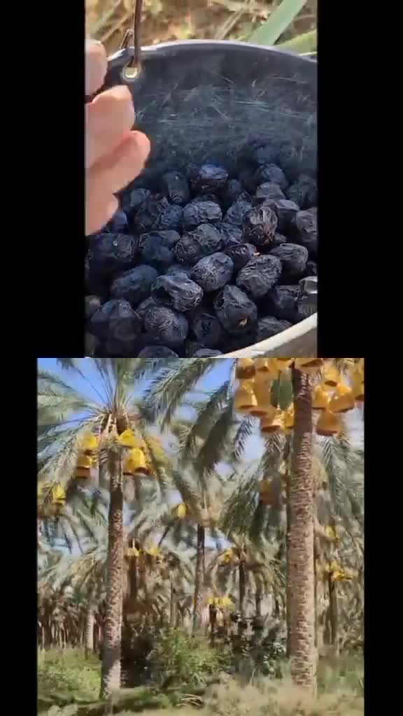 @💗🥀 I Lovu Muhammad 🥀🇸🇦