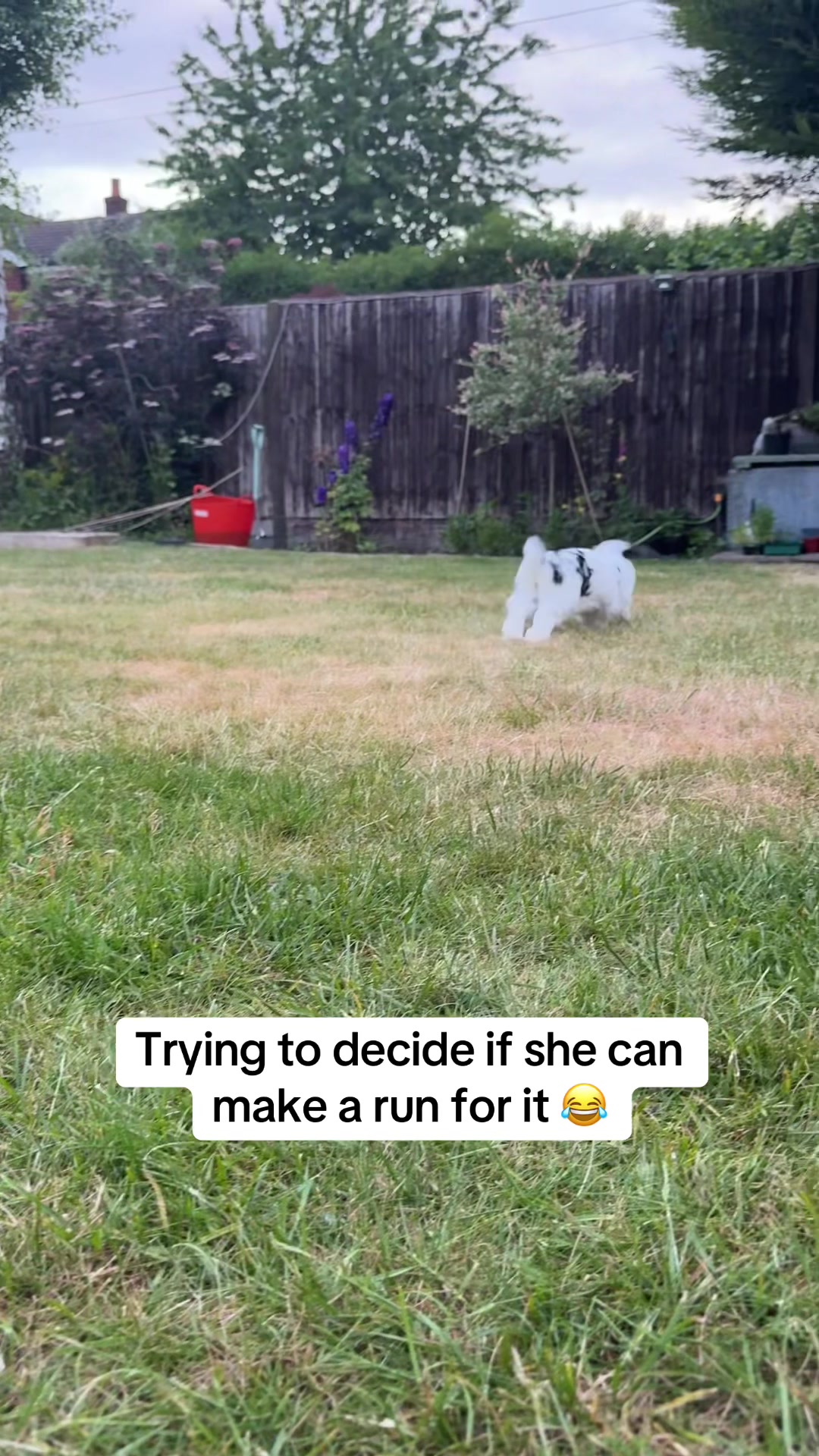 @Bun, two, three, four