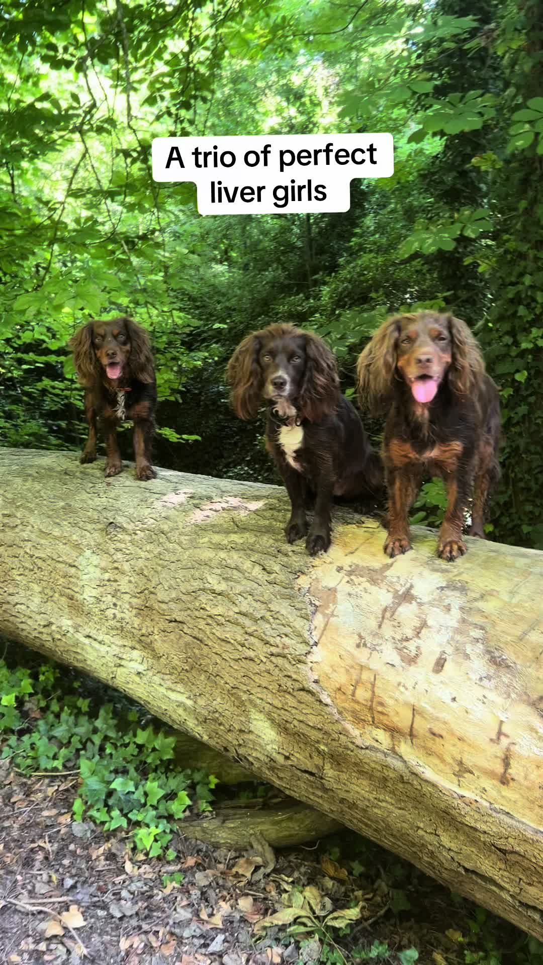 @Pipstar 🐕🦺