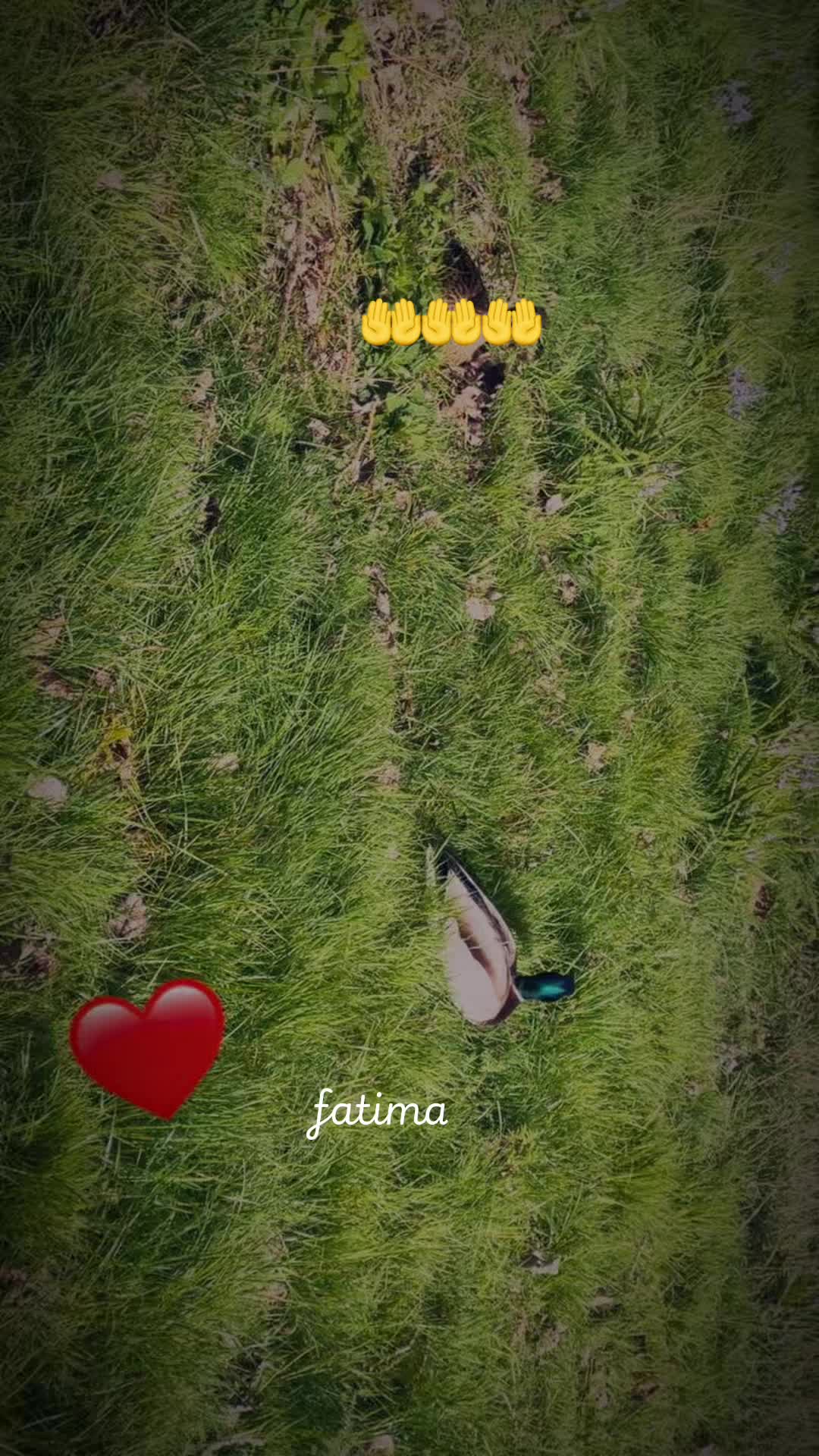 @Fatima