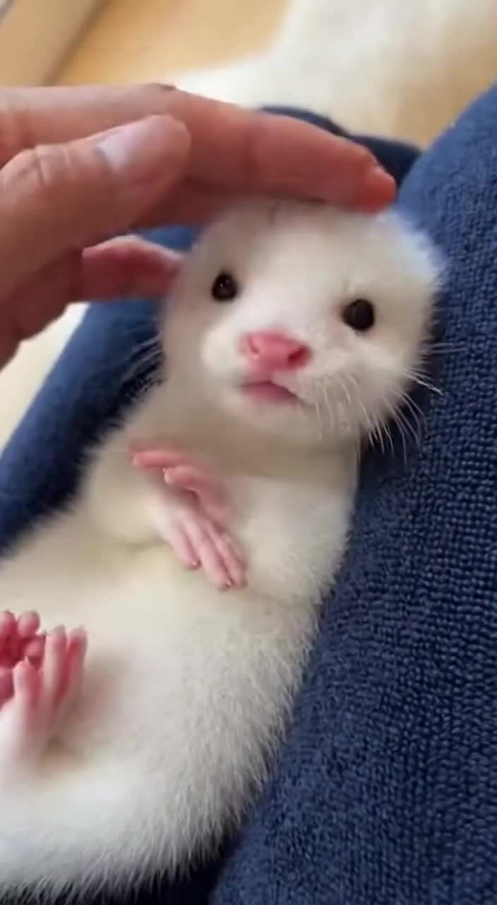 @baby_otters0