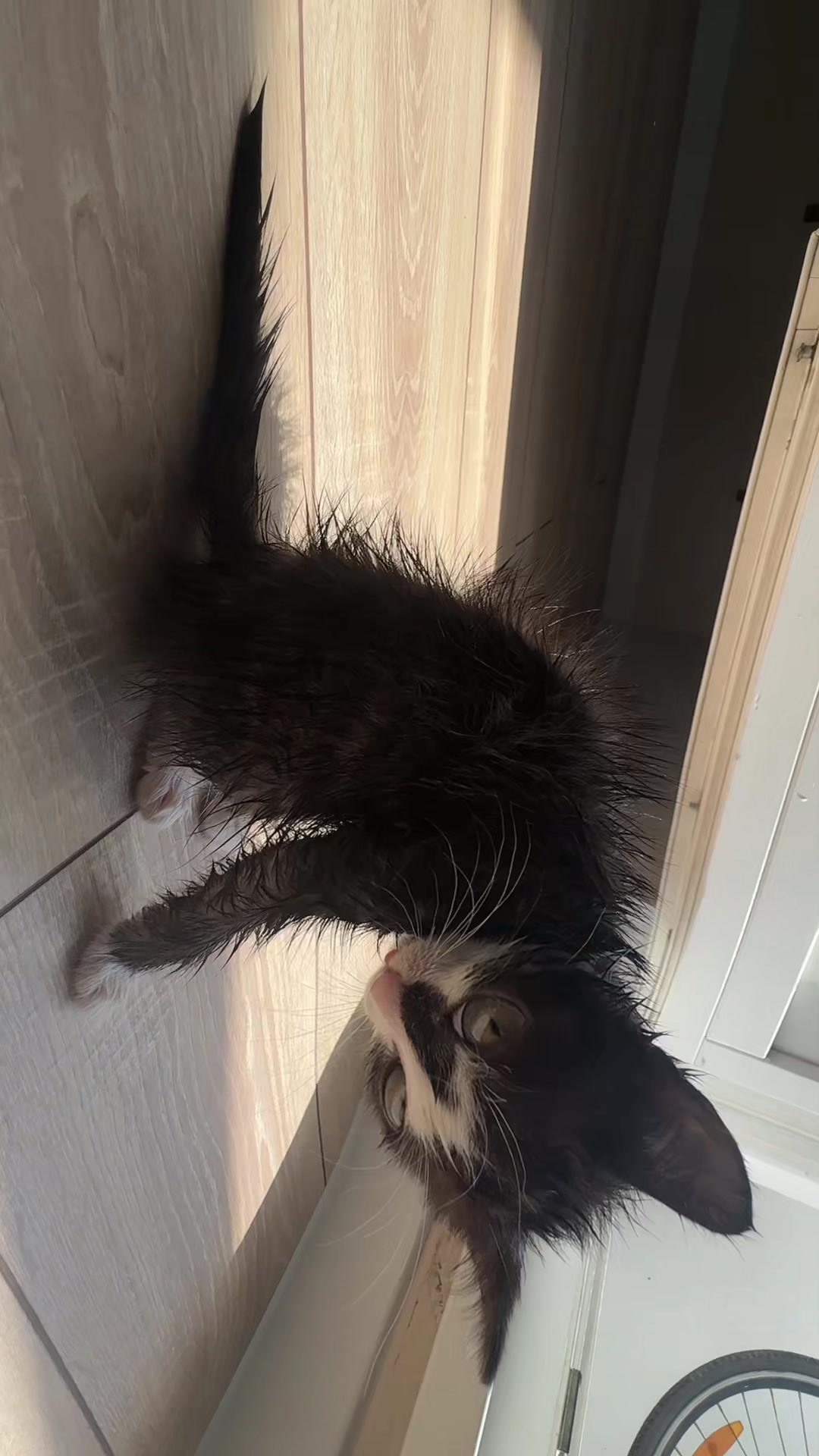 @Lilo the kitty