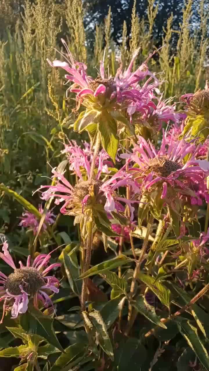 @Jaskółeczka 💫💫💫💫