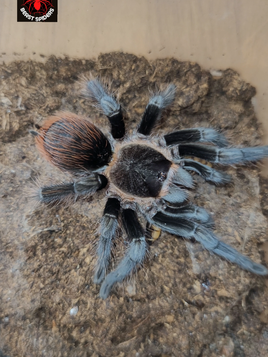 @Beast.spiders