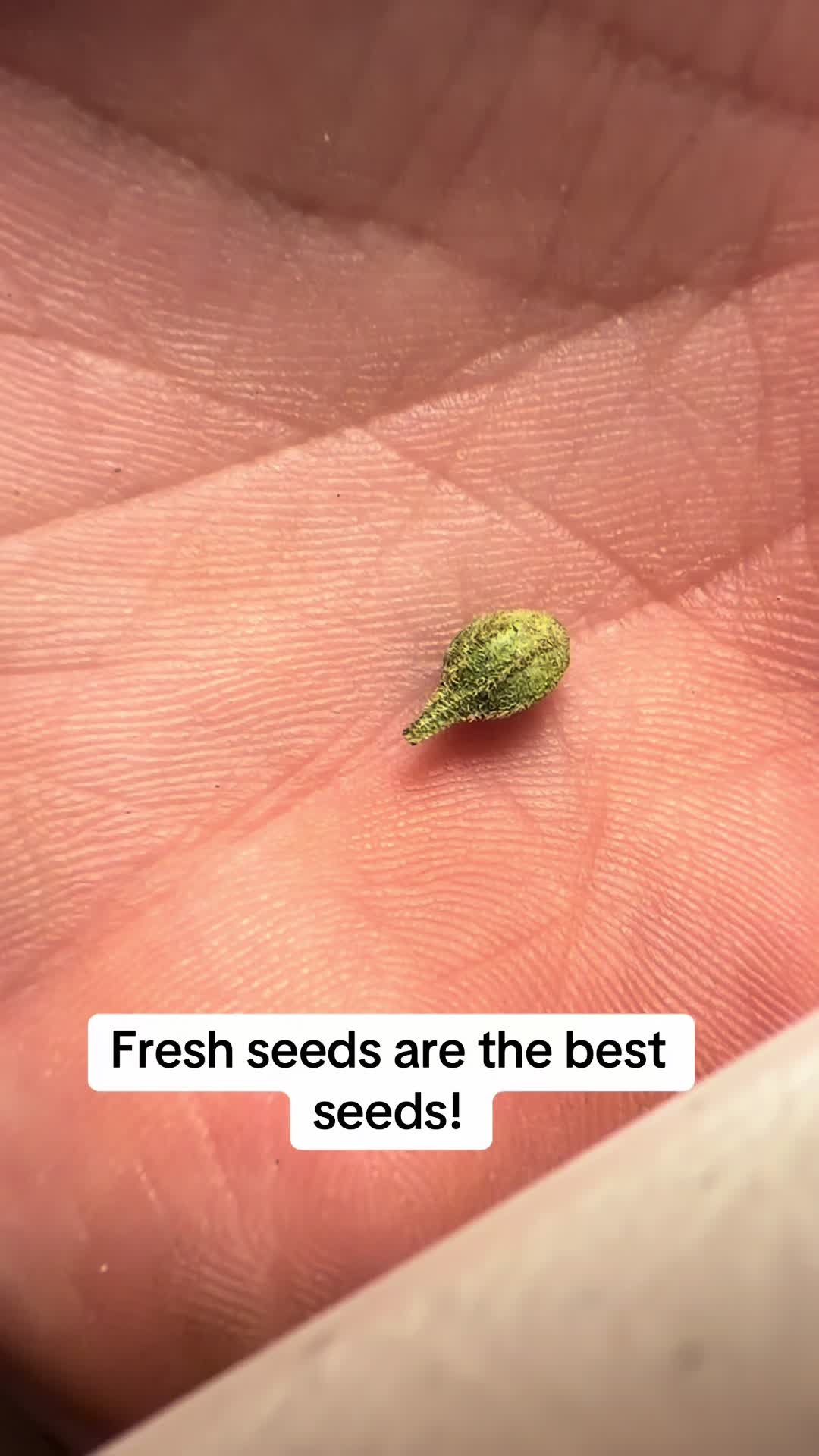 @SEEDTIVA