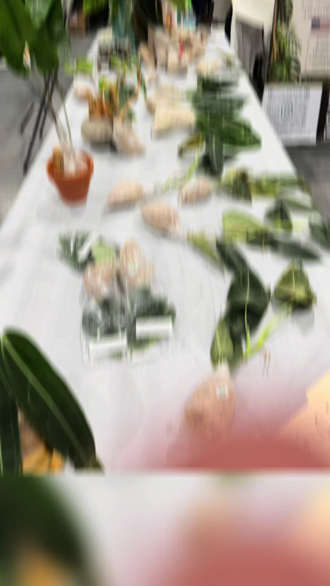 @paintedladyplants