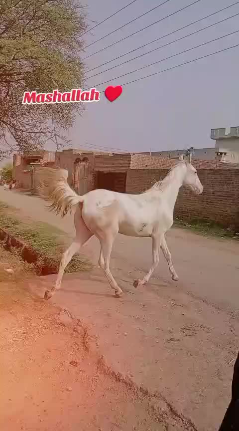 @majid kataria