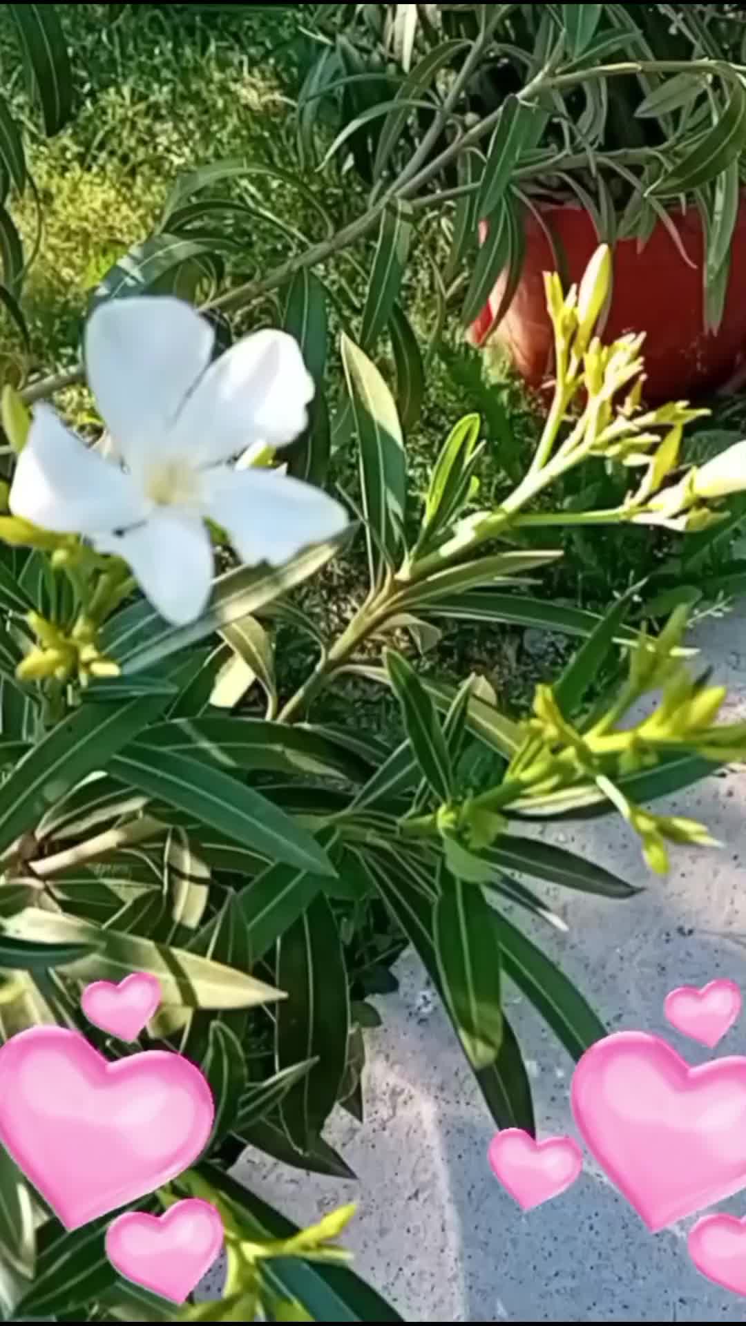@forest.girl.melodies