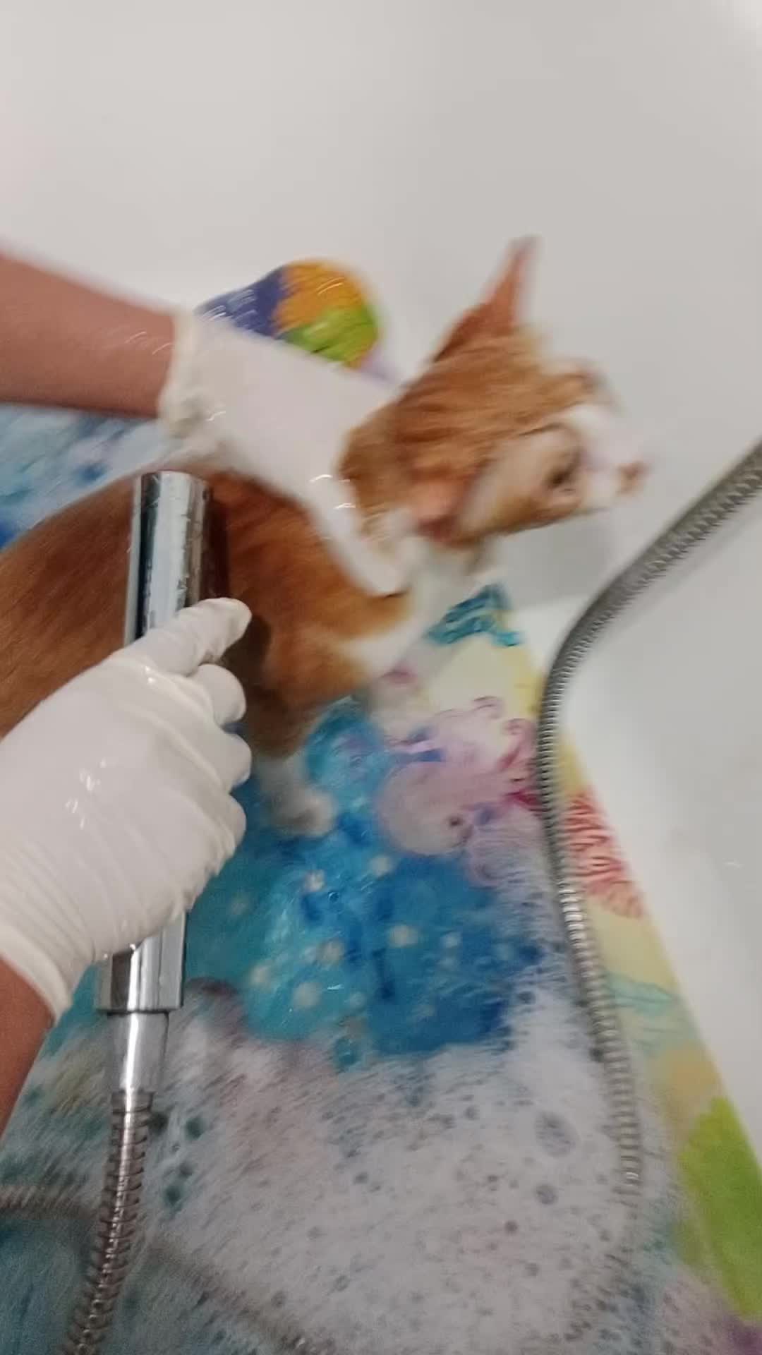 @DIOLINDA