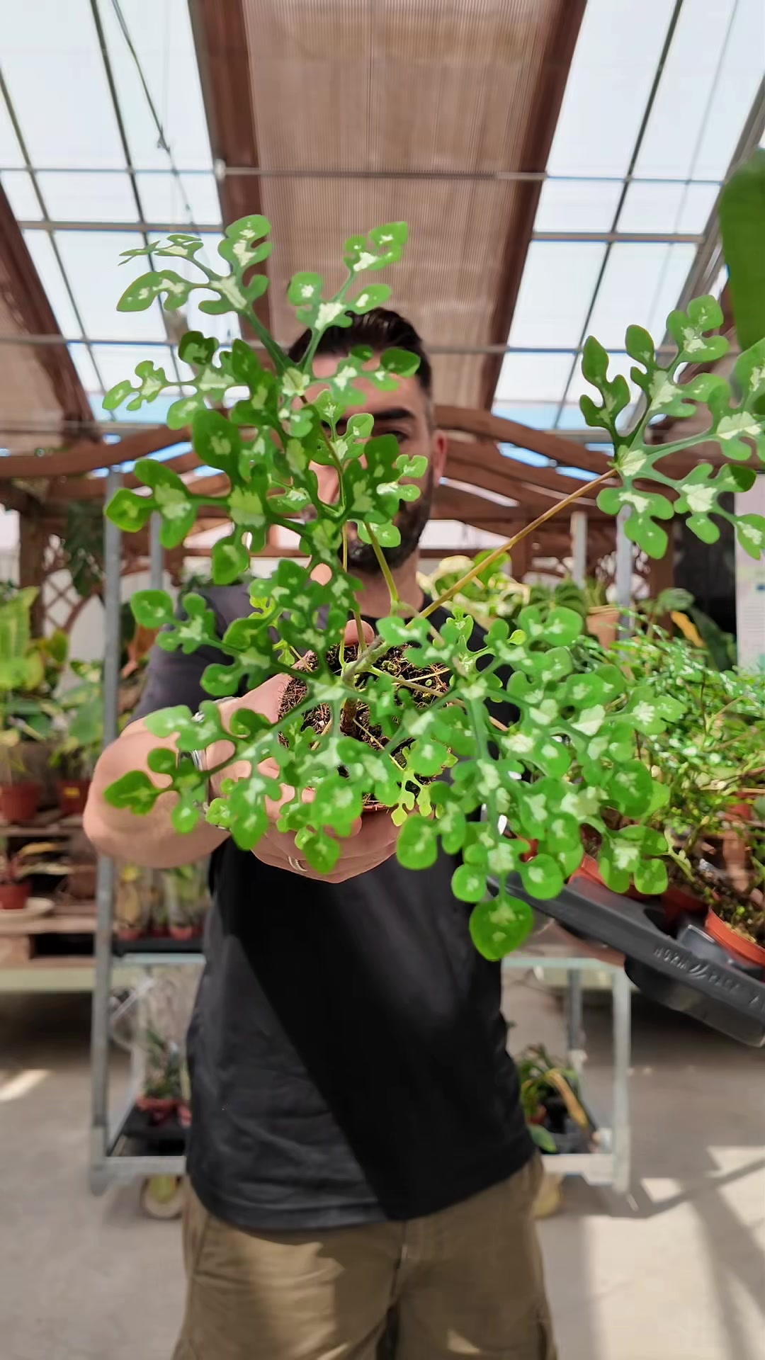 @Garden Center Brioli