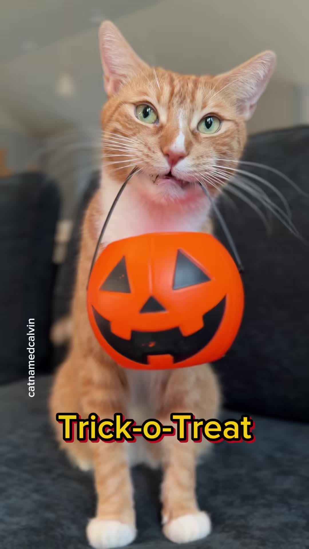 @catnamedcalvin