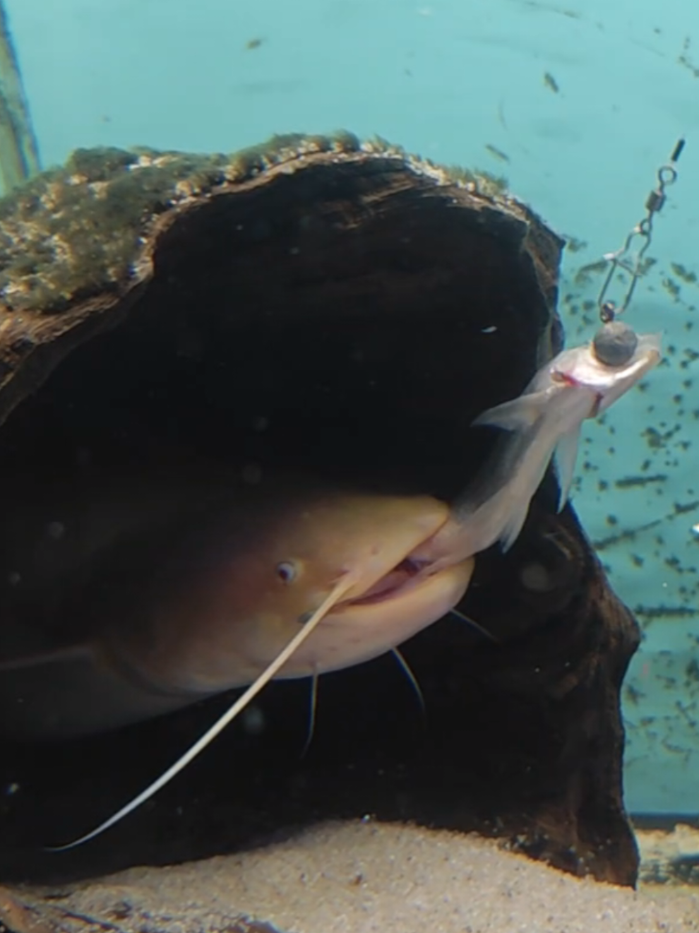 @predatoryfishtank