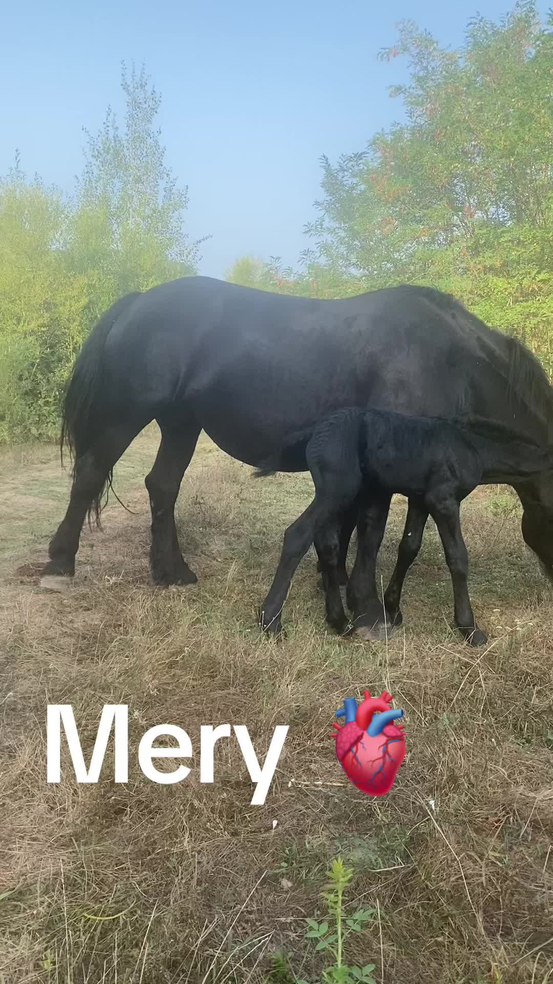 @Ana Maria Hoară