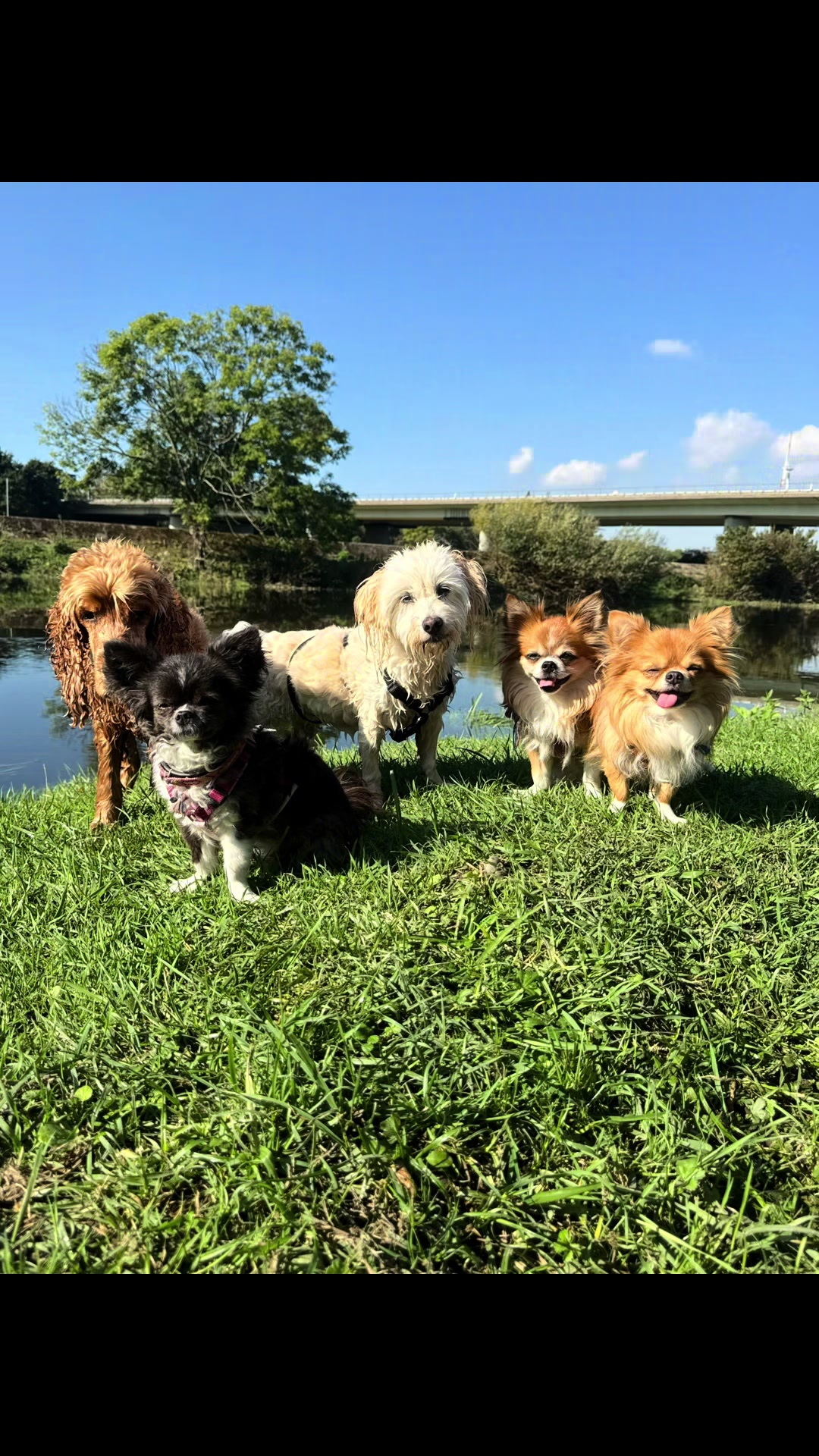 @DogWalk78