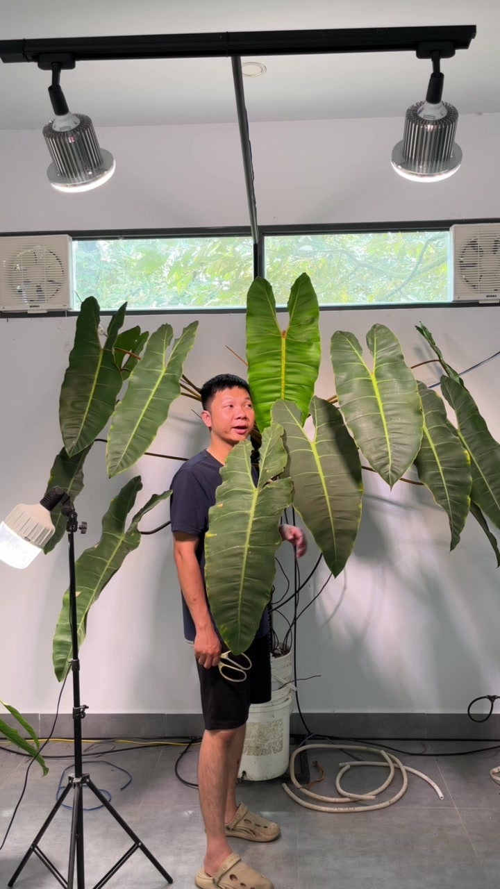 @Huy Kiểng L&aacute;